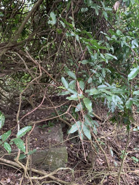 20250127屏東坪埔厝山-草山-南湖呂山西峰-南湖呂山2705103