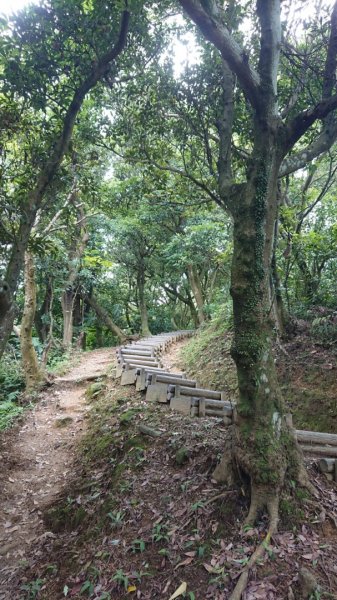 桃園龜山-兔仔坑大棟山987063