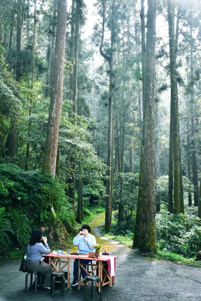 2026.02.07~02.08阿里山健行 & 阿里山石棹森林茶席(嘉義/登山/JRJ紀錄分3010635