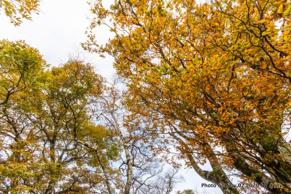 無雨無霧的宜蘭山毛櫸步道1157093