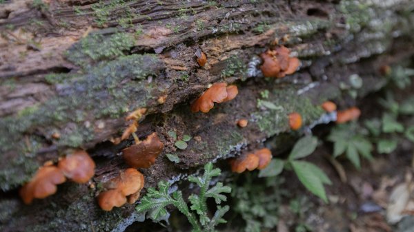 闊瀨古道-沿北勢溪谷而行的夏末之旅（淡蘭古道）2287652