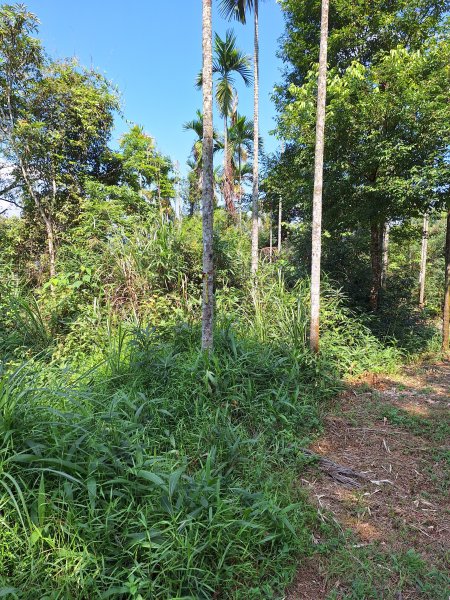 埔里枇杷城山+犁頭尖山+虎子山2585364