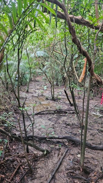20250216貢寮山-水返港山-外文秀坑山-丹裡山2713213