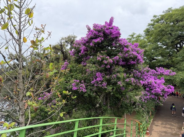 [紐約馬之行-69] 2025_1116 伊比拉布埃拉公園-下2955186