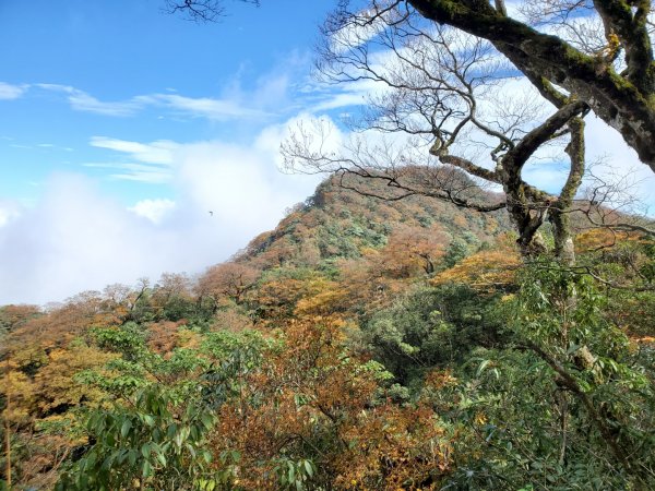 北插天山~山毛櫸1161538