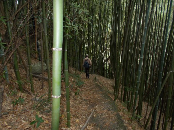 鷹山連走夫婦山西峰1143779