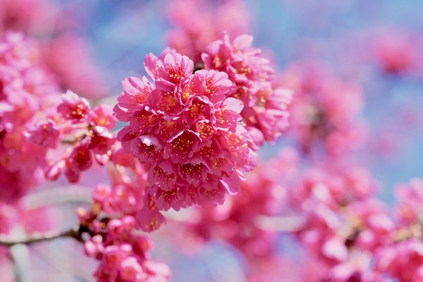 【賞花】追櫻必看！八仙山櫻花季開跑了