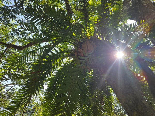 卓社大山〔武界栗栖溪登山口起登〕2748384