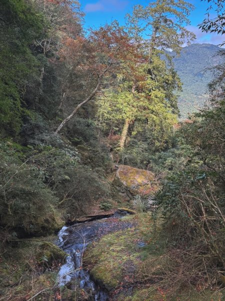 尖石鄉賞楓季-李崠山古堡、秀巒楓景、鎮西堡巨木群2958326