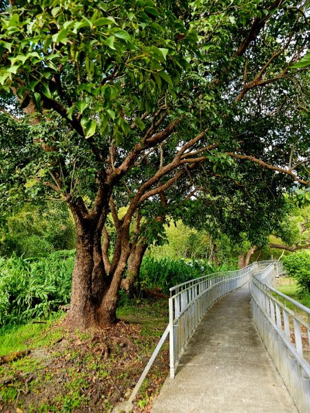 羅山村竹林步道-2025漫遊縱谷愛在花東-花蓮縣富里鄉2916720