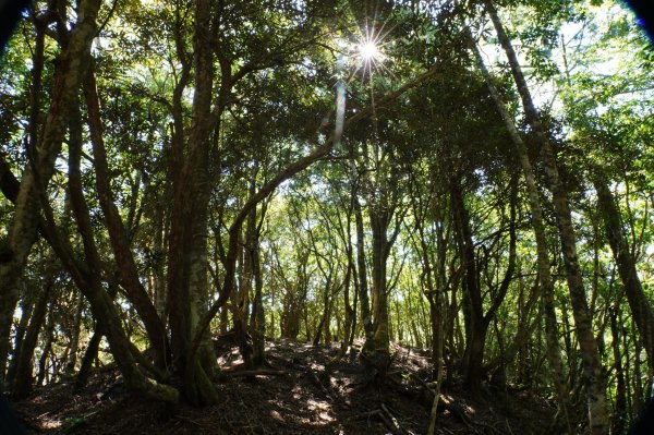 新竹 尖石 芝生毛臺山、虎禮山2903161