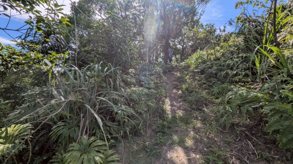 114.06.28內平林山-番子坑山-平湖森林遊樂區之O型2824250