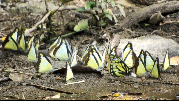 雲山水花鳥蝶-天龍國阿伯的日常6/21&22燕巢親子餵食秀2190481