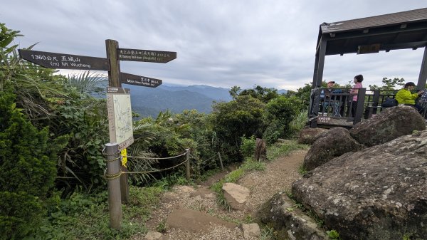 115.05.01天上山-桐花公園之旅3052140