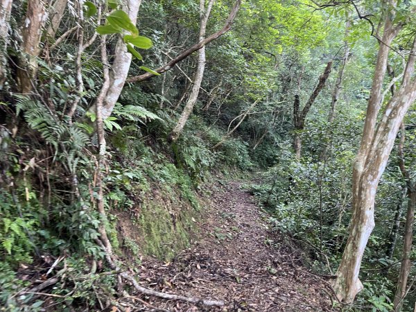 [淡蘭古道] 2025_0802 南路第四段2850824