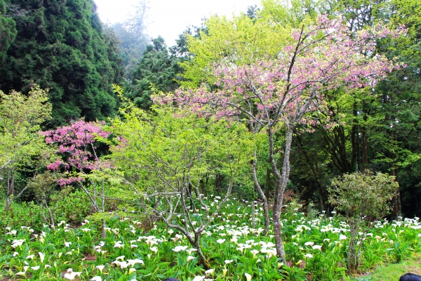 阿里山櫻花 唯美詩韻 ~ 高山+鐵道+神木+湖水 ...265484