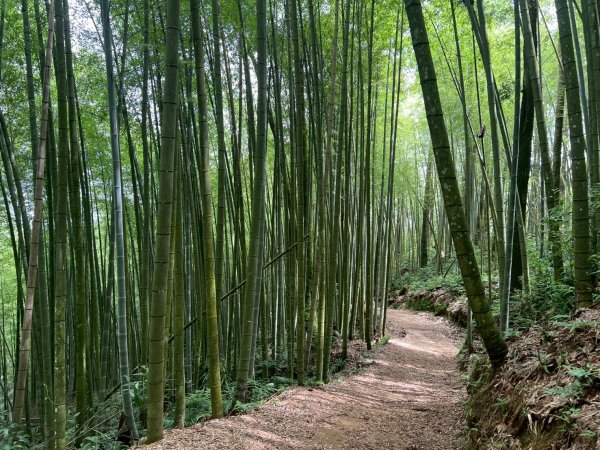 嵐山再古坑。五元兩角 木馬古道2806154