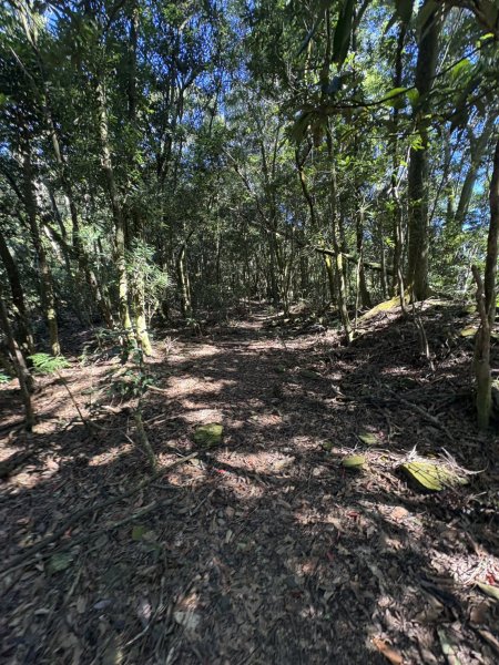 20251116鳴海山、網子山登山步道2938368