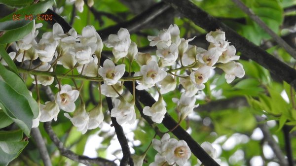 五色鳥和鐘萼木&夕陽晚霞 4/202766527