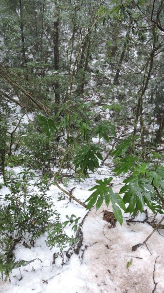 2021元旦瑞雪兆豐年內鳥嘴山追雪成功1222725