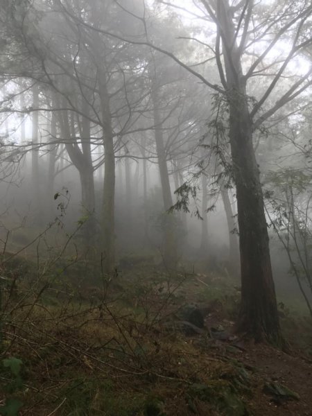 台中名產鳶嘴山稍來531877