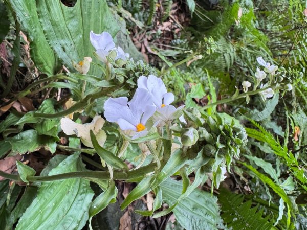 八五山古道賞九穹奇樹 尋鳥嘴下山（煤源山）2803337