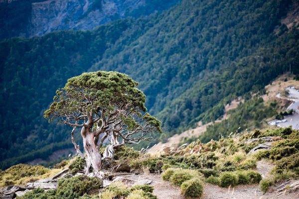 合歡北峰-圓柏的視野466855