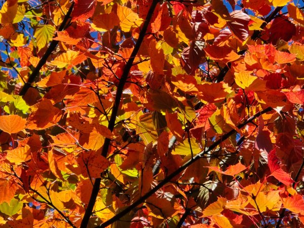 大雪山國家森林遊樂區賞楓／看神木／賞雪白山頭／賞大景2974259
