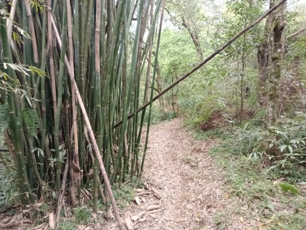 雙溪區打鐵寮山-鶯子嶺-坪溪山-烏山63號-烏山越嶺古道(坪溪山北峰)P字走3023817