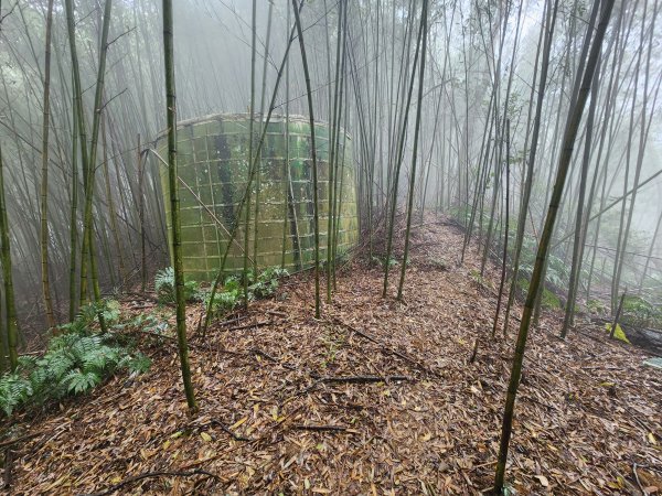 20260201雞冠山與黃麻園山(苗栗縣大湖鄉)3004232
