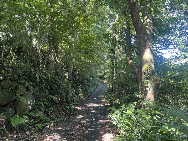 [皮皮獅Hike客任務-07/10] 2024_0831 大山背麒麟步道2586098