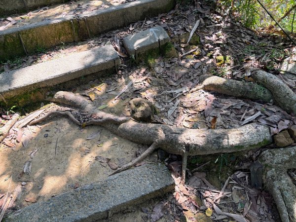 南觀音山步道2731298