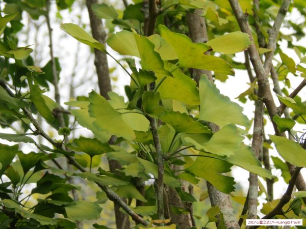 《南投》竹林銀杏｜鹿谷長源圳古道、大崙山銀杏森林、武岫201709212890497