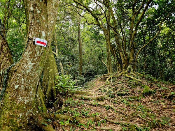 四寮溪生態步道-2025森遊竹縣皮皮獅探險隊2889103
