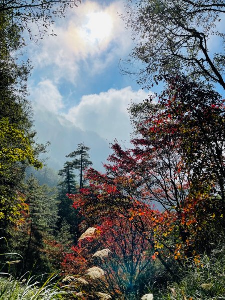 1101211大雪山230林道9.2k/雪山西稜登山口1546538