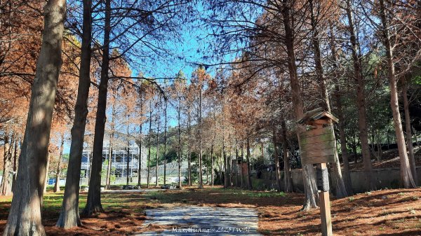 《台中》落雨松季｜石岡挑物古道O繞下情人木橋202501122687604