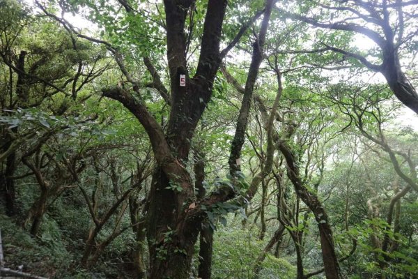 〔陽明山 〕面天山 向天山 向天池 二子坪步道。火山口湖 獨特生物蚌蟲 向天蝦（豐年蝦）2235359