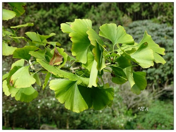 溪頭/山芙蓉之旅712617
