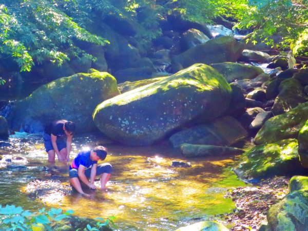 草嶺古道芒花情470521