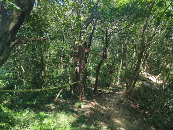 2025.10.18－微笑山線：【天上山系】望月亭桐花段2919572