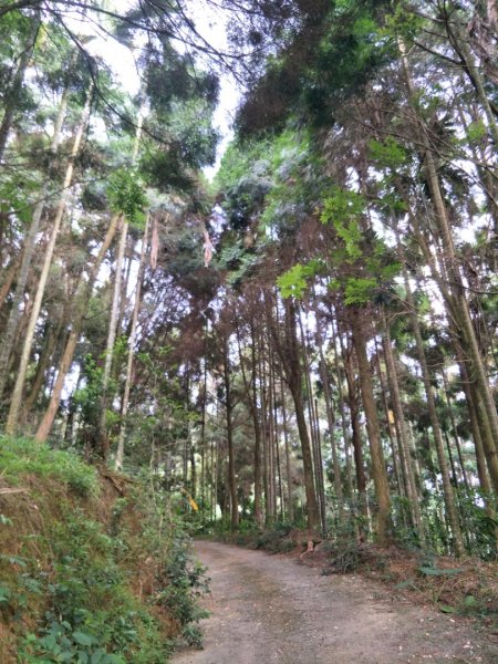 逐鹿古道&雨社山1465935