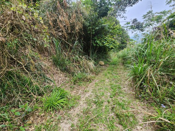 20250329東坑山八角崠山打鹿坑山2798897