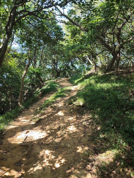 微笑山線：【大棟山系】百年大榕樹段2868482