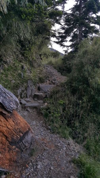 玉山主峰步道 2017 06 27140384