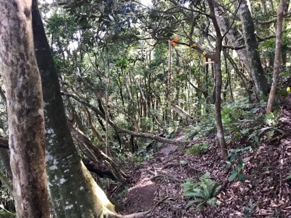 上山下谷哈堪尼山環走台車道628854