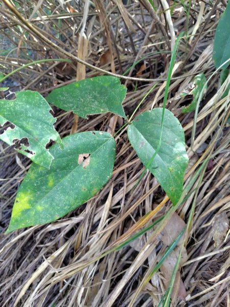 唐麻丹山 蝴蝶谷2918816