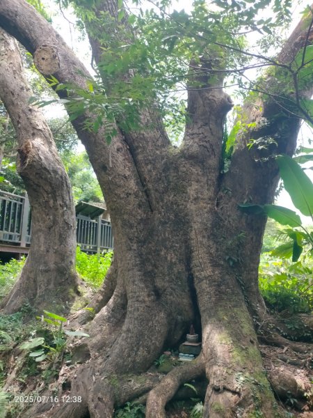 皮皮：六寮古道+獅山古道封面