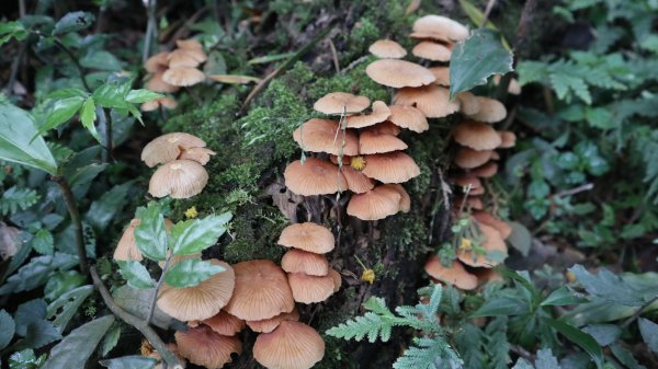 獵貍尖步道連走烏塗溪步道登山健行趣(淡蘭南路TK3-6&TK3-5&TK3-4)2404506