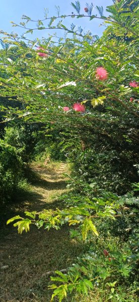 坔埔山(尖山嶺).鳥松2917279