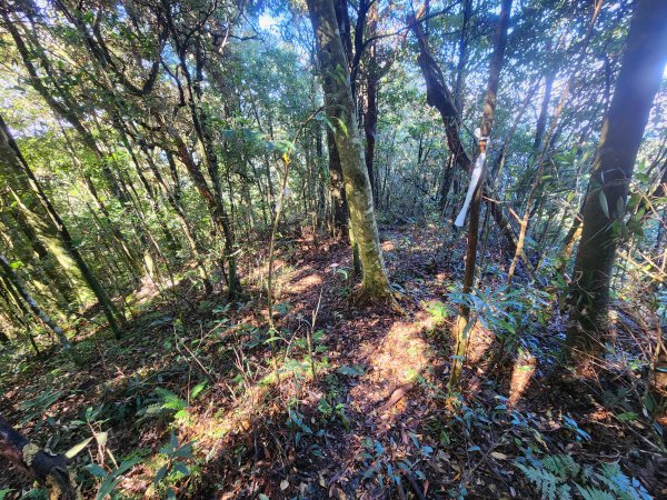 20250112貴妃山那結山外鳥嘴山蓮包山O型2727150